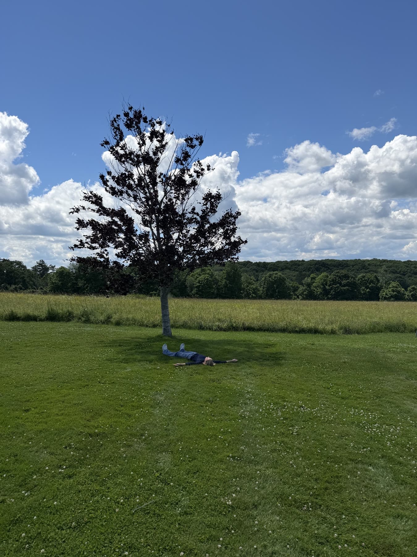 A person lying in the grass beneath a tree under a blue sky